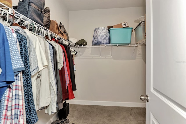 walk in closet with carpet floors