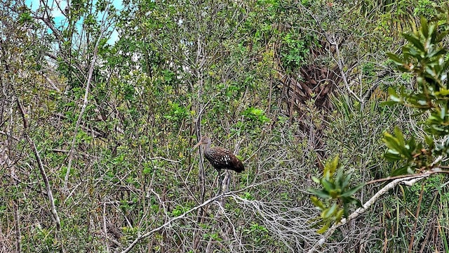 view of local wilderness