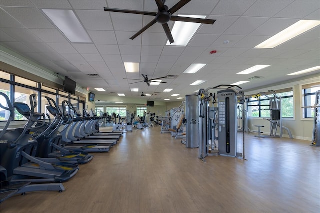 gym with wood-type flooring, a paneled ceiling, and ceiling fan