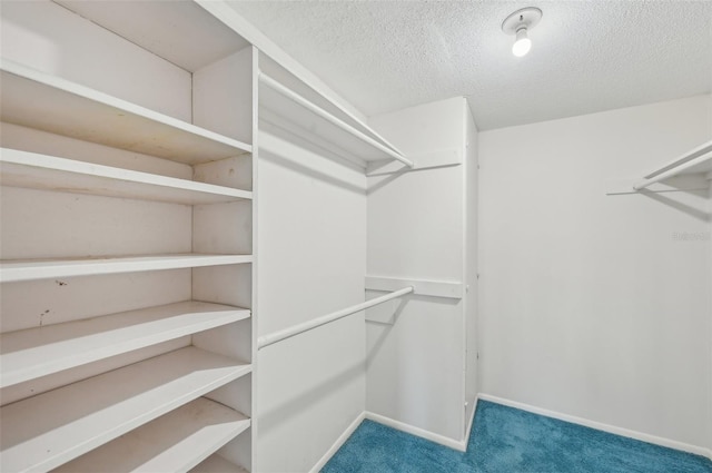 walk in closet with carpet flooring