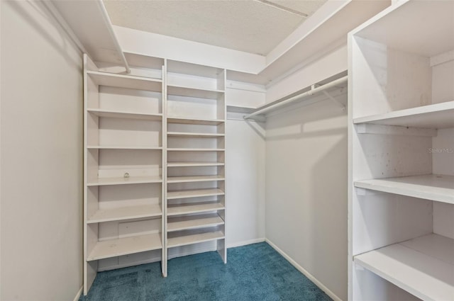 walk in closet with carpet floors