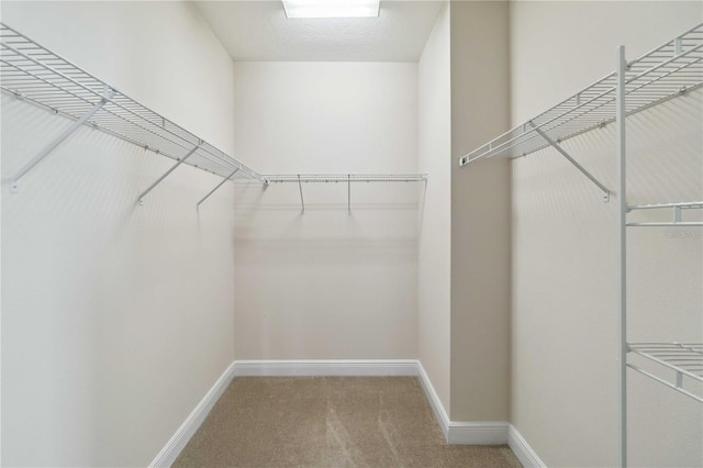 walk in closet with carpet flooring