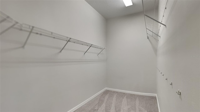 spacious closet featuring carpet flooring