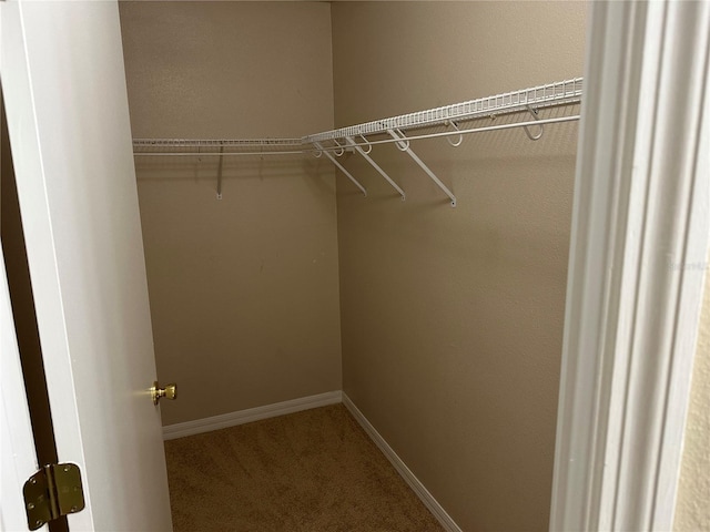 spacious closet featuring carpet