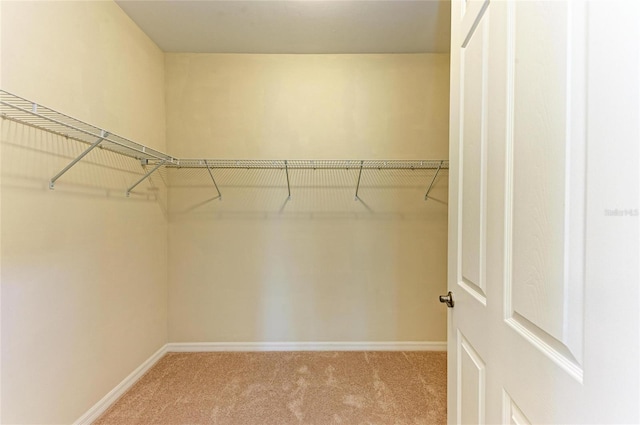 walk in closet with carpet flooring