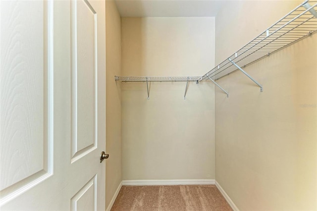 walk in closet with carpet floors