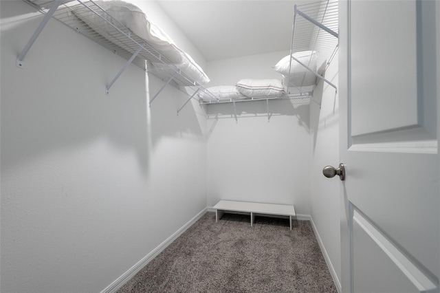 17136 Blowfish Dr, Nokomis, FL 34275 - walk in closet featuring carpet flooring