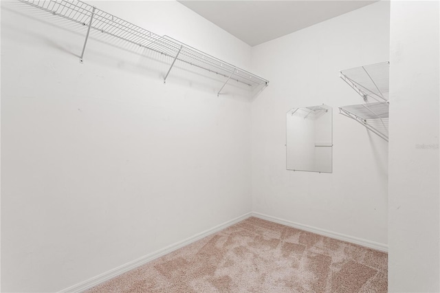 spacious closet featuring carpet flooring