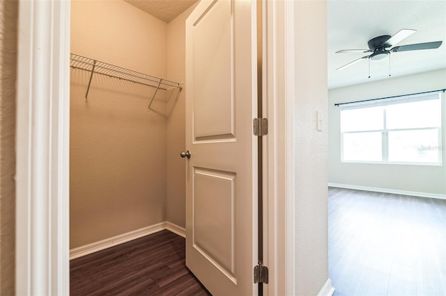 walk in closet featuring ceiling fan and dark wood-type flooring