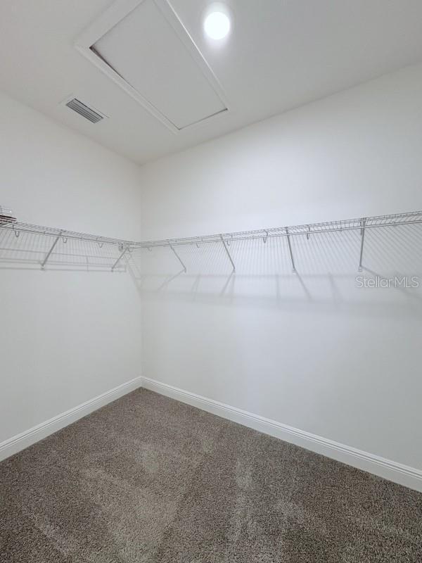 walk in closet with visible vents, carpet flooring, and attic access