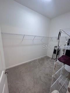 walk in closet with carpet