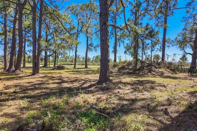 view of local wilderness