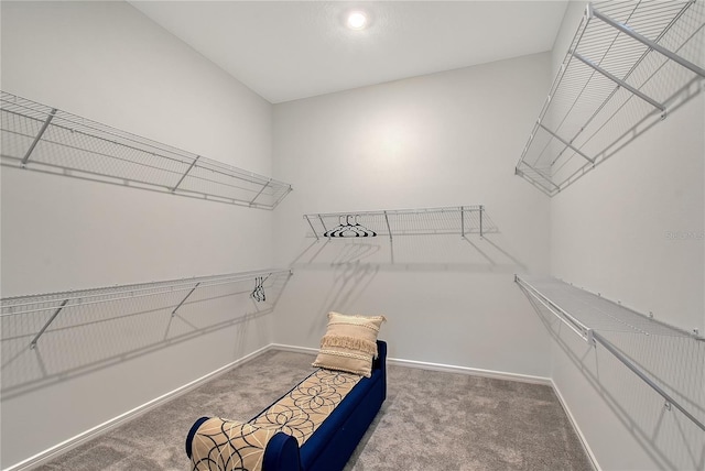 walk in closet featuring carpet floors