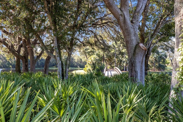 view of local wilderness