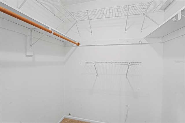 spacious closet featuring carpet flooring