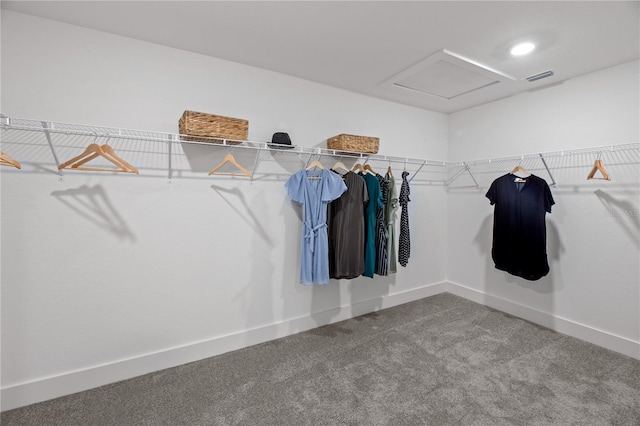 walk in closet with attic access, visible vents, and carpet flooring