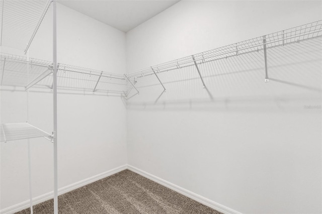 walk in closet featuring carpet flooring