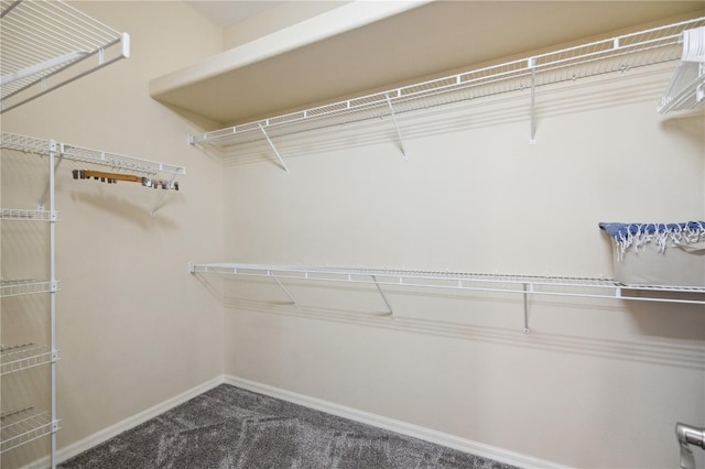 spacious closet featuring carpet flooring