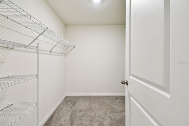 4918 Gray Owl Ter, Palmetto, FL 34221 - walk in closet featuring carpet flooring