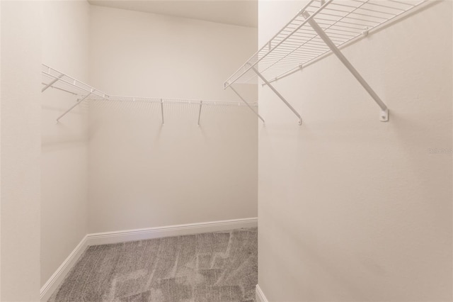 spacious closet featuring carpet flooring