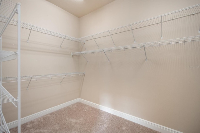 spacious closet featuring carpet flooring