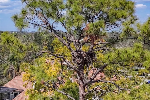 view of local wilderness