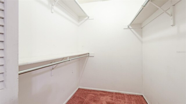 spacious closet featuring carpet flooring