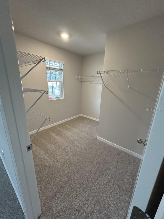 13633 NW 14th Pl, Newberry, FL 32669 - walk in closet featuring carpet flooring