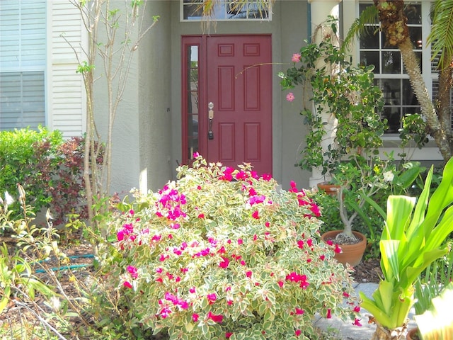 doorway to property featuring stucco siding