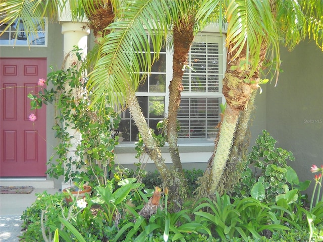 doorway to property featuring stucco siding