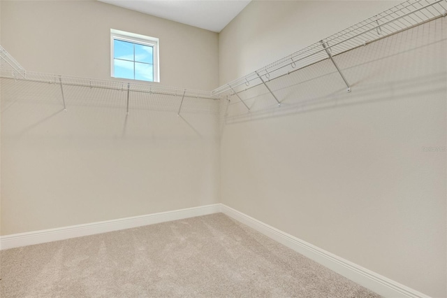 spacious closet featuring carpet