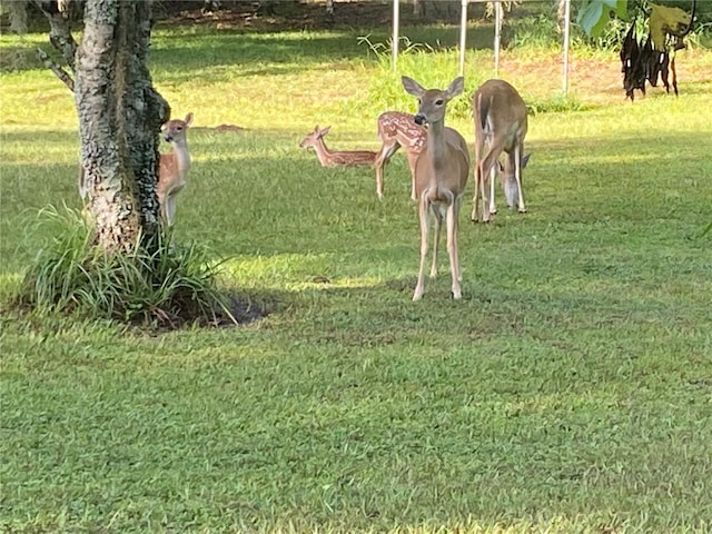 surrounding community featuring a yard