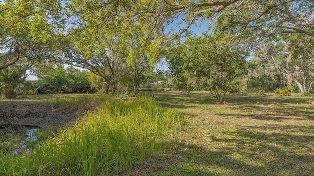 view of local wilderness