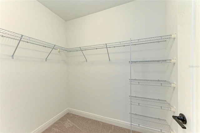 10614 Morning Marsh Ln, Parrish, FL 34219 - walk in closet featuring carpet flooring