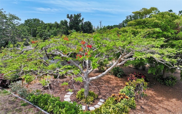 2610 Jefferson Cir, Sarasota, FL 34239 - view of local wilderness