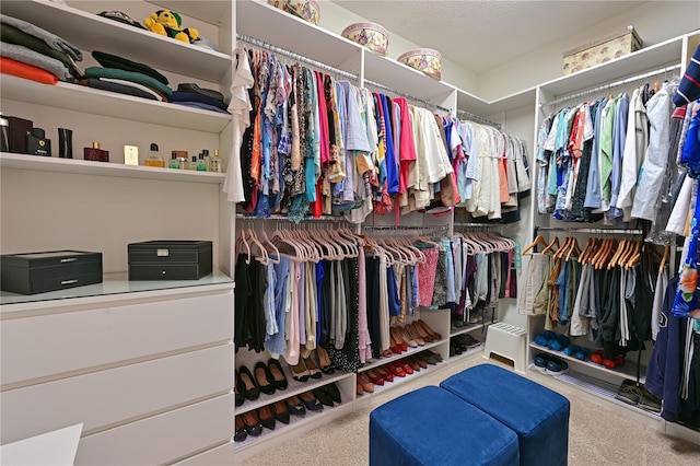1017 Siberian Gln, Bradenton, FL 34212 - walk in closet with carpet