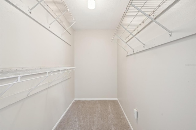 spacious closet featuring carpet