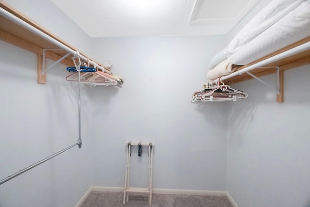 spacious closet featuring carpet flooring