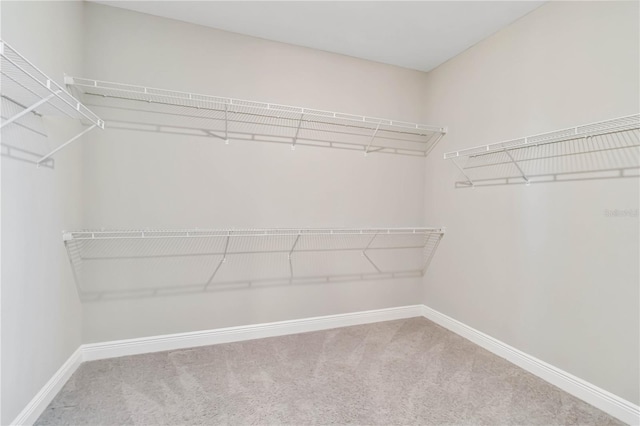 spacious closet featuring carpet flooring