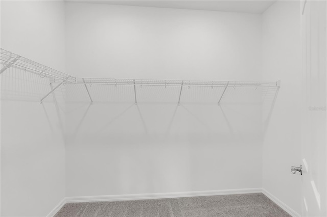 spacious closet with carpet floors