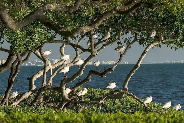 water view