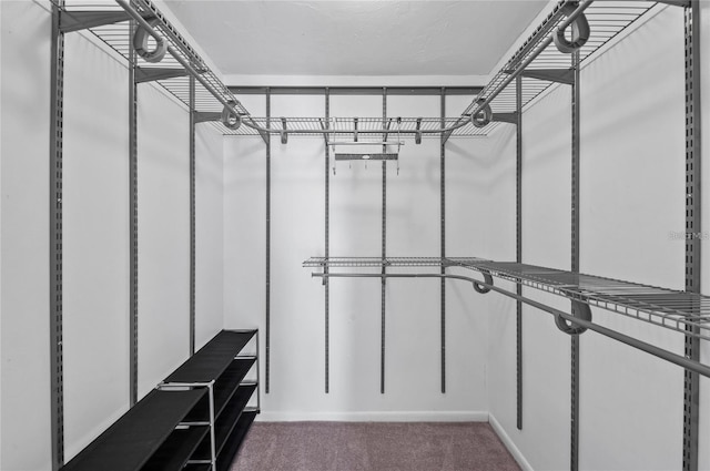 walk in closet featuring carpet