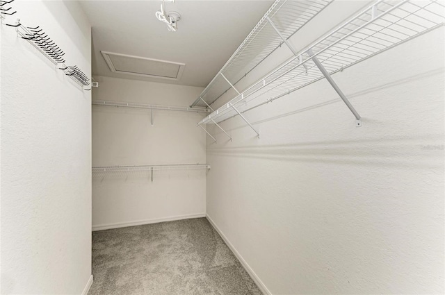 2084 La Palma Ave, Port Charlotte, FL 33953 - walk in closet with carpet floors