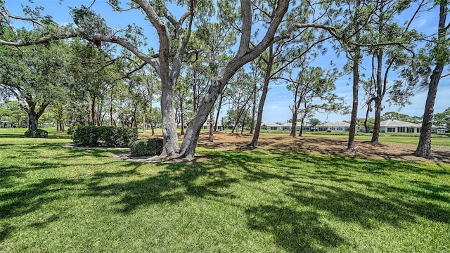 3984 Lyndhurst Ct, Sarasota, FL 34235 - view of yard