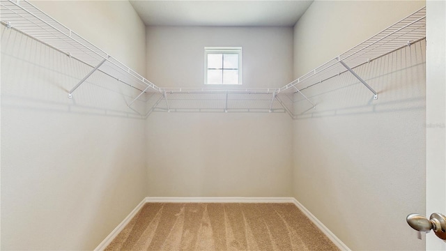 1824 Woodleaf Hammock Ct, Bradenton, FL 34211 - walk in closet with carpet floors