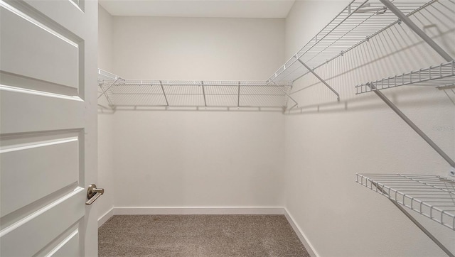 spacious closet featuring carpet