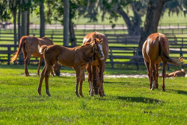 view of horse barn