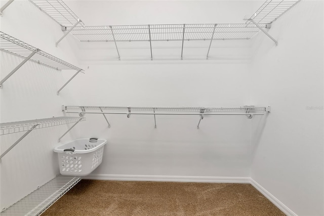 11455 52nd Ct E, Parrish, FL 34219 - walk in closet with carpet flooring