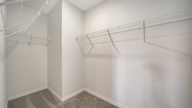 12728 Lateral Root Dr, Sarasota, FL 34238 - walk in closet with carpet floors