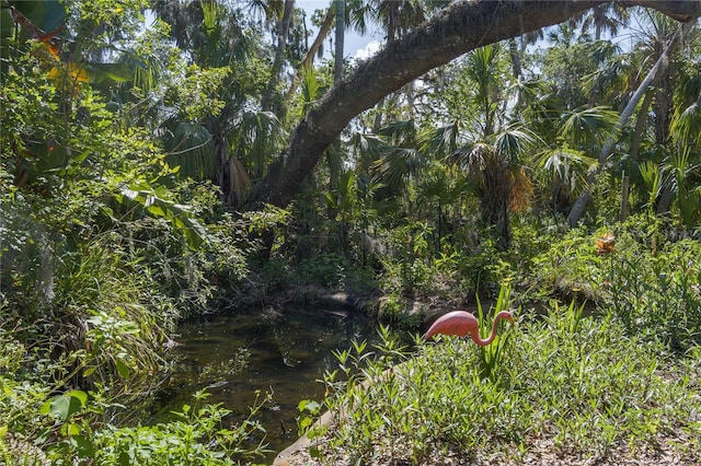 7251 Fish Farm Rd, Palmetto, FL 34221 - view of local wilderness